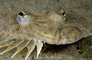 Flounder bearing teeth! I never really saw teeth before. by Suzan Meldonian 